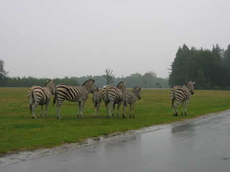 Мы гордые КОНИ....