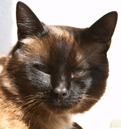 Портрет неизвестного