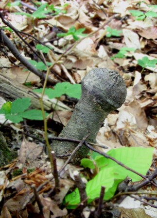 Ню в природе