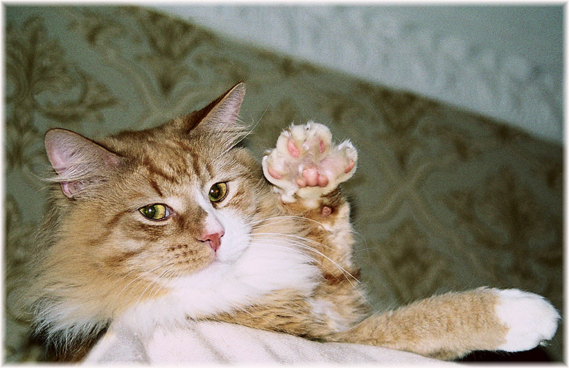 Hello! Everybody!