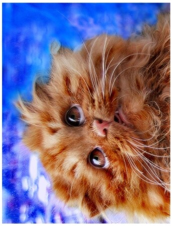 Хочу дом, машину, дачу... И котят чуть-чуть в придачу!