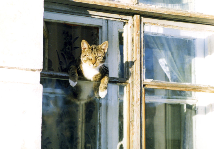 Кошак