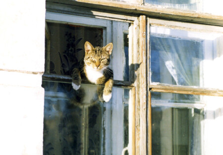 Кошак