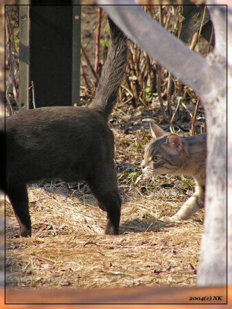 Что там такое?..