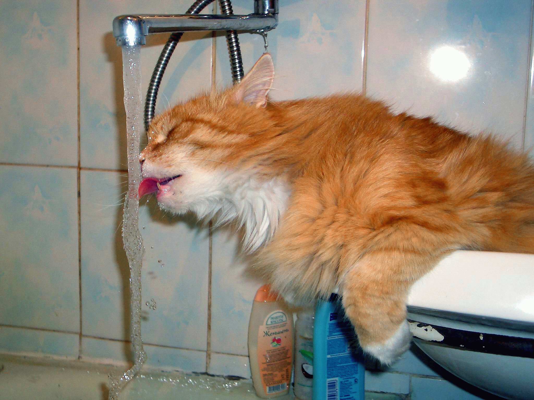 Сушняк