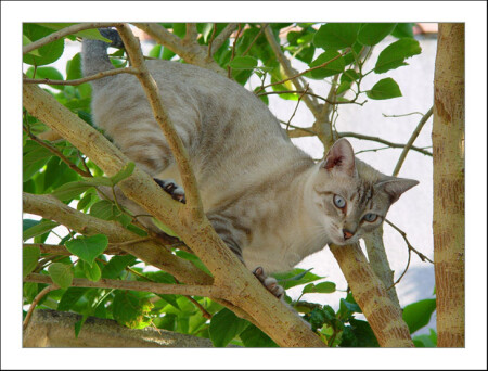 Кошак