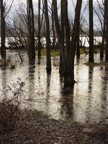 Деревья в воде