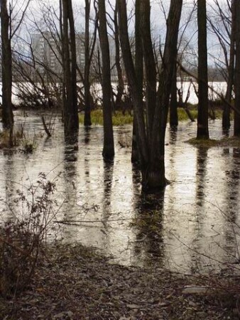 Деревья в воде