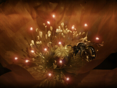 Ужин при свечах