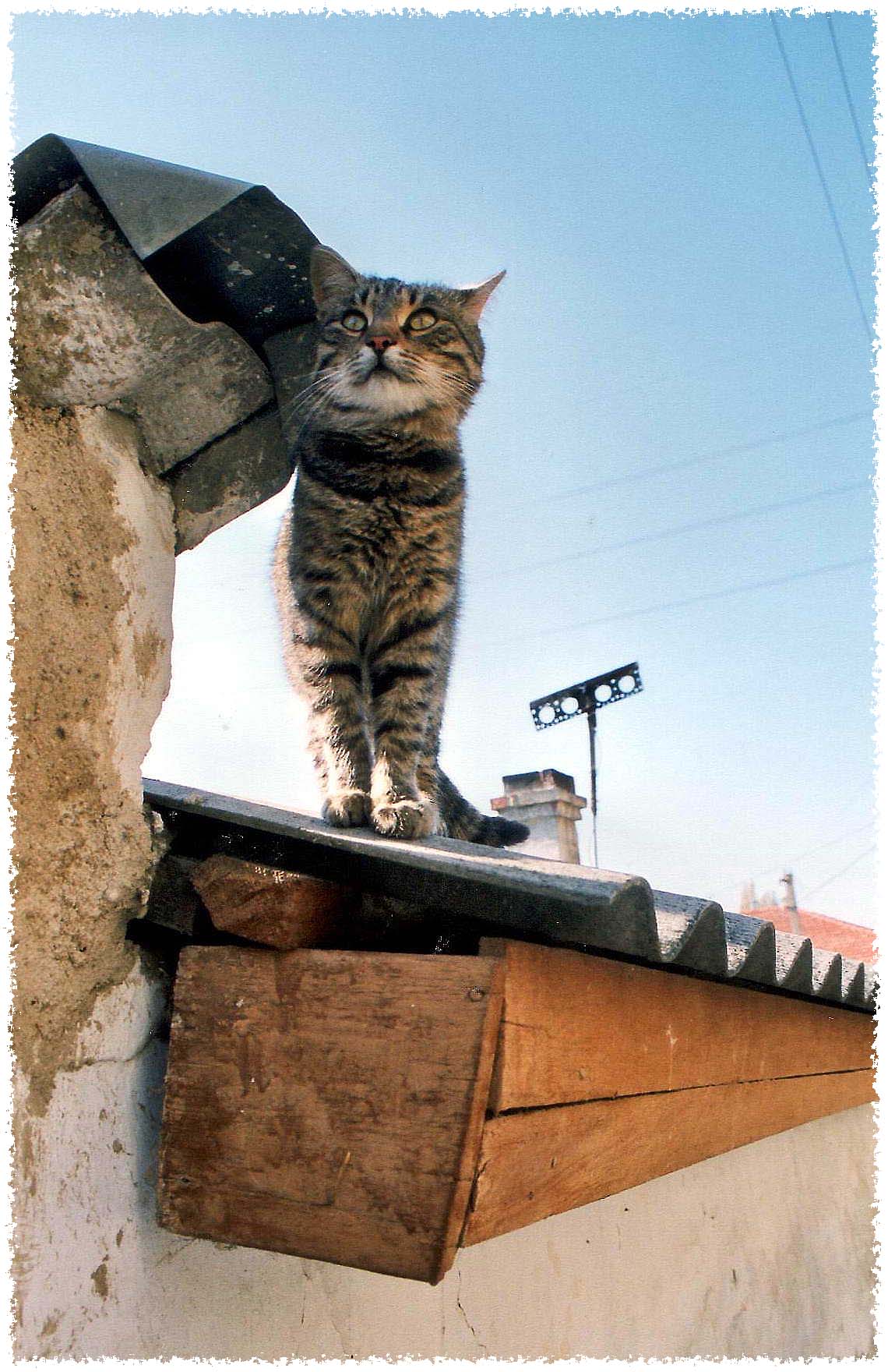Ромяу