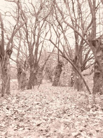 Таинственный лес