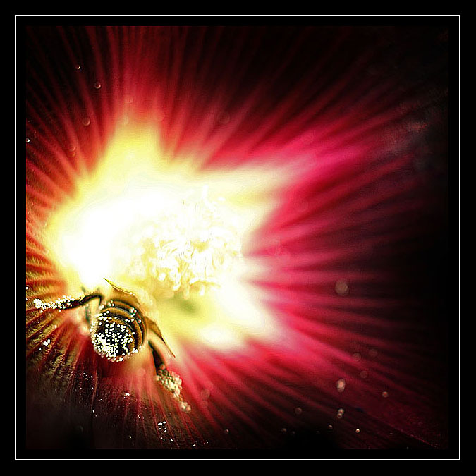 Fly into the light
