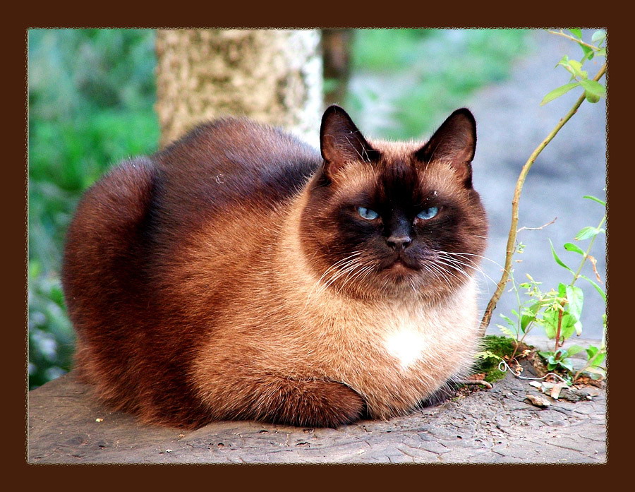 Сосед Чеширского Кота