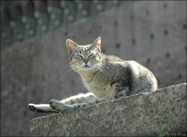 солнцелюб