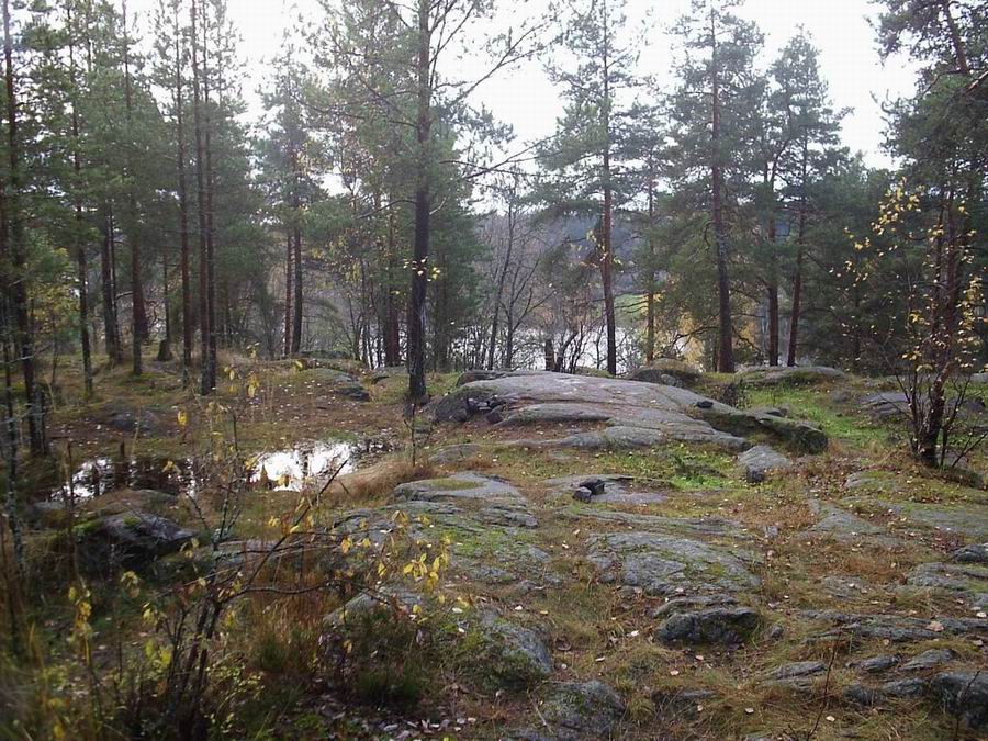 Осенний лес