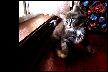 Опять бантик ? 