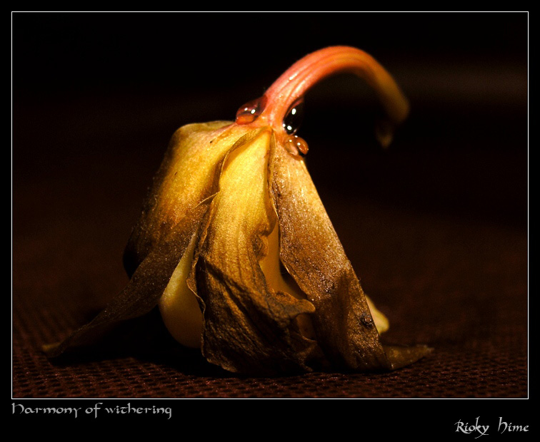 Harmony of withering