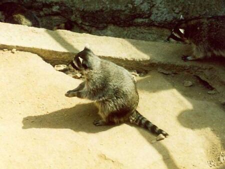 всё есть(Усы, лапы и хвост)