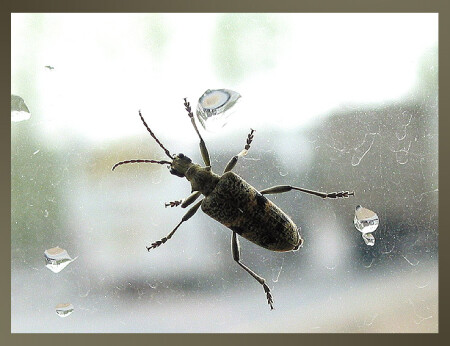 усатый, полосатый