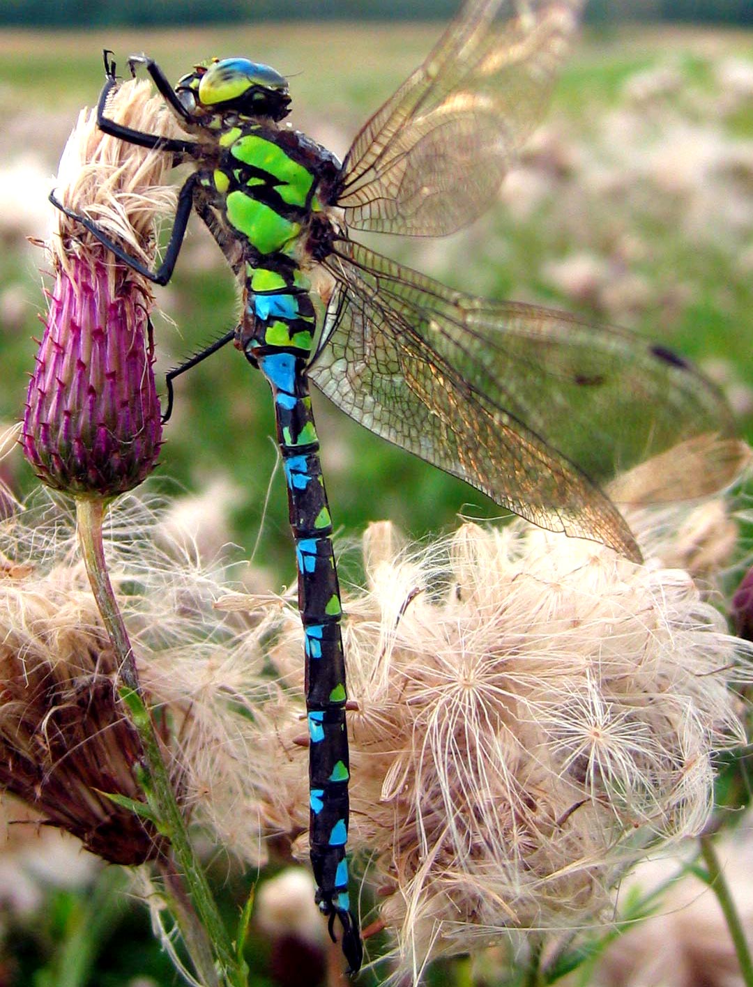 Dragonfly