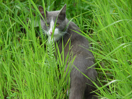 Котяра