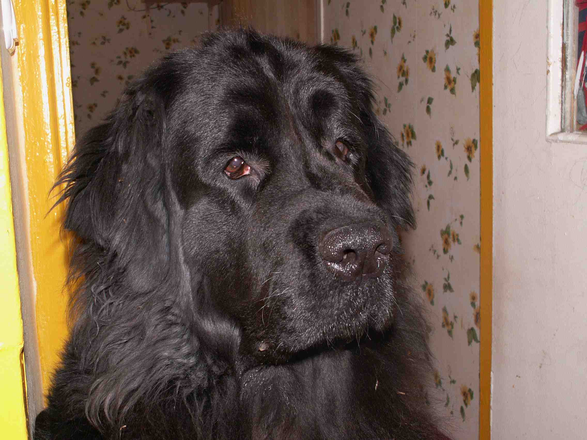 Моя собака