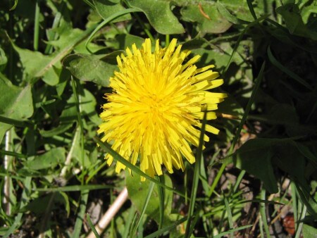 желтое чудо