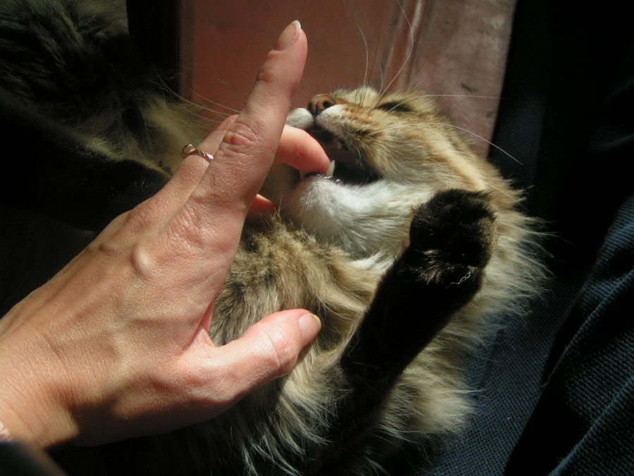 Язык жестов