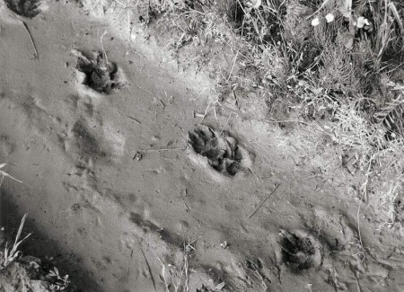 Там на неведомых дорожках...