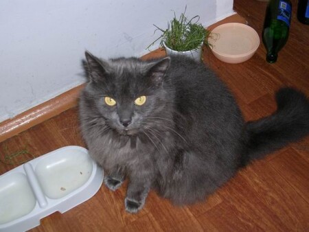 Када есть будем то!?