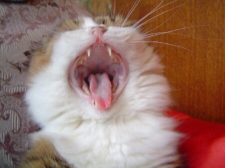 Есть давай!!