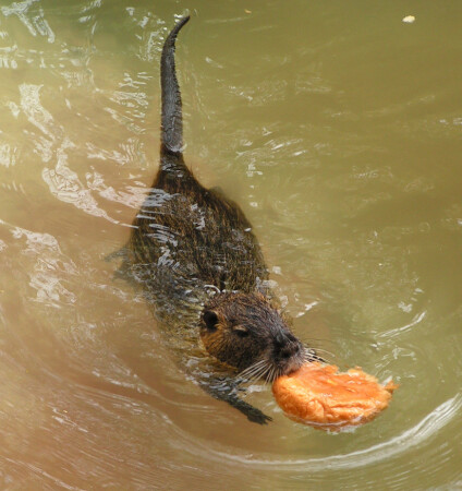 Не размочишь, не поешь :-)