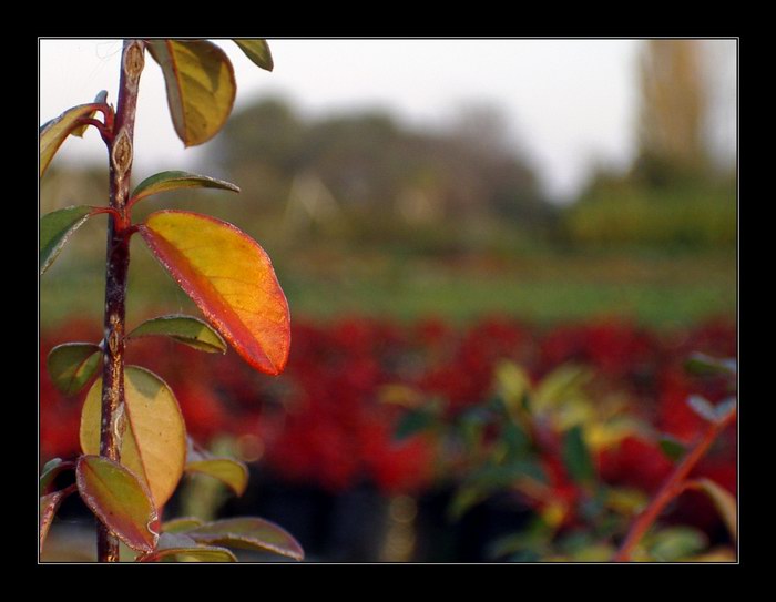 Autumn palette