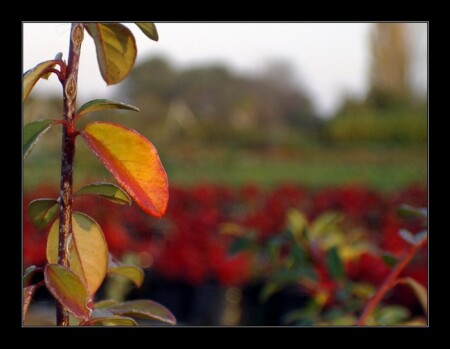 Autumn palette