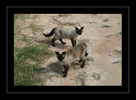 Cats