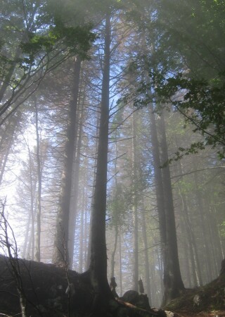 Горный лес.