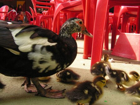 Пора обедать