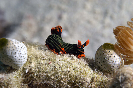 Nudibranch