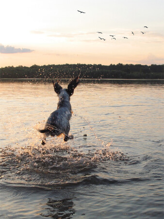 летающие на закате