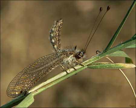 Kрылья, ноги.... главное - хвост!