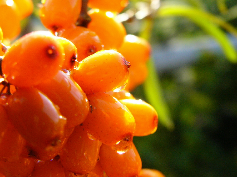 Лето для Lumix