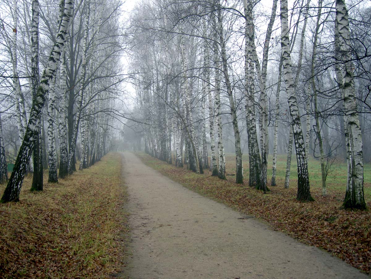 Прешпект в тумане
