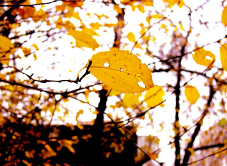 желтый лист осенний