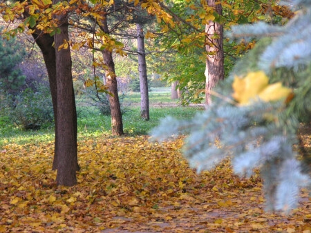 Осенний мотив