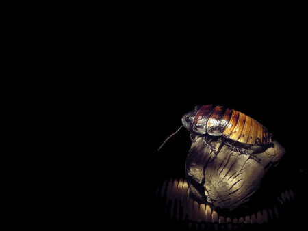 Ночной романтик