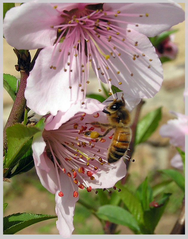 Plum's &amp; bee