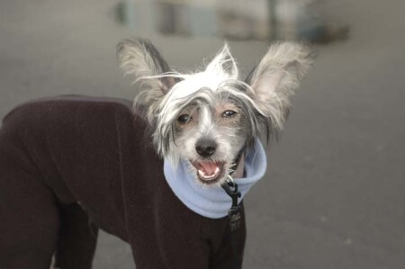 Любимец на прогулке