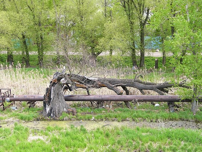 &quot;Цивилизация&quot; - выворачивает природу.