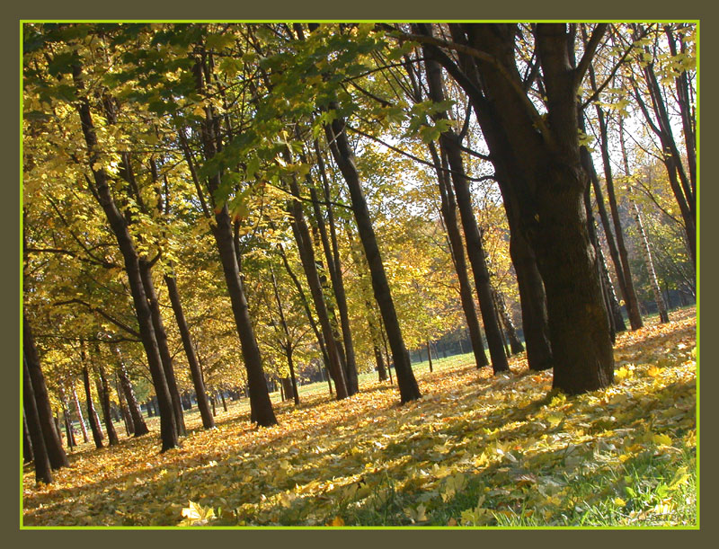 полосатая осень