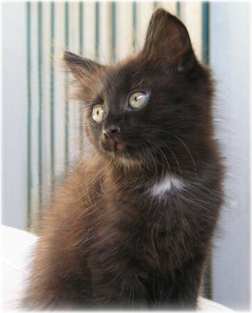 При полном параде...вот даже бабочку прицепил.